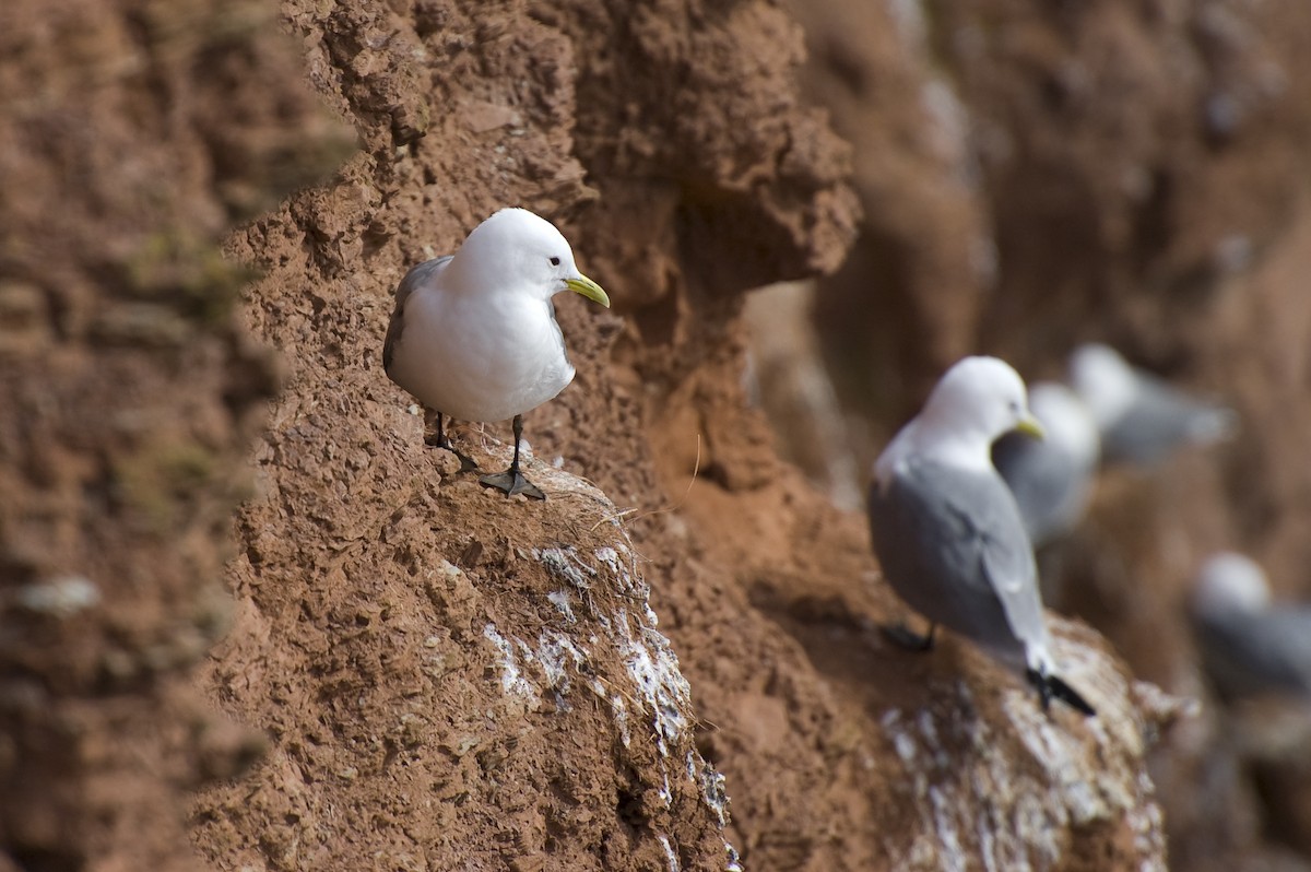 Гурван хуруут цахлай - ML641013756
