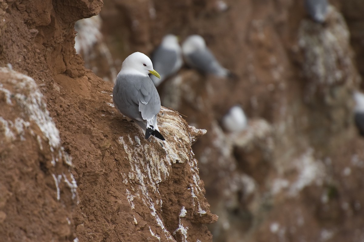 Гурван хуруут цахлай - ML641013757