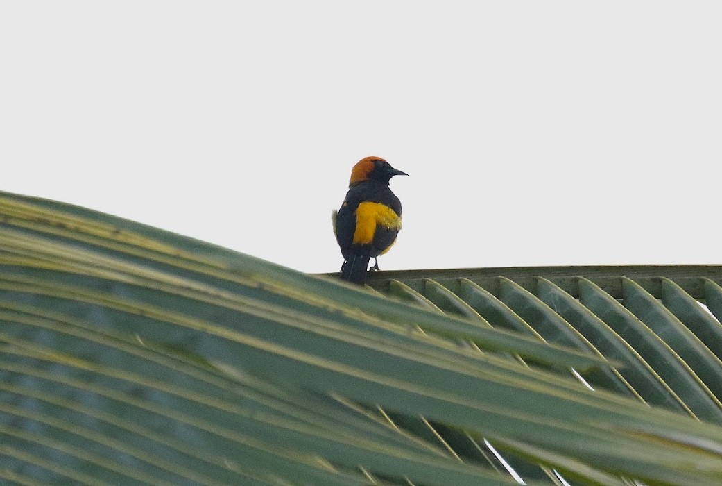 Orange-crowned Oriole - ML641013760