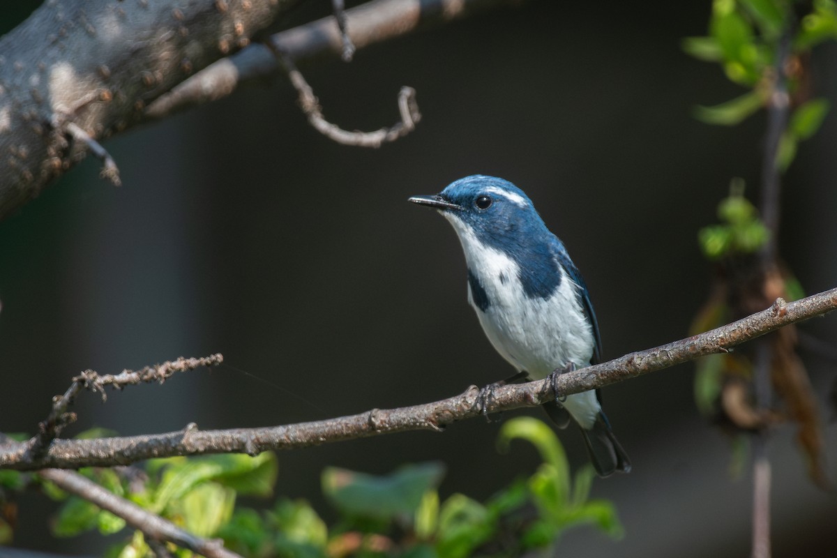Ultramarine Flycatcher - ML641013762