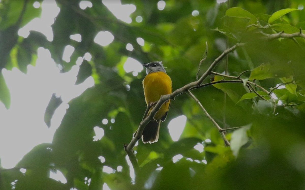 Gray-headed Tanager - ML641013765
