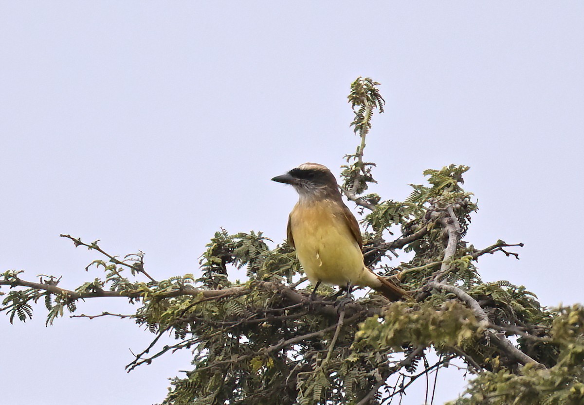 Baird's Flycatcher - ML641013835