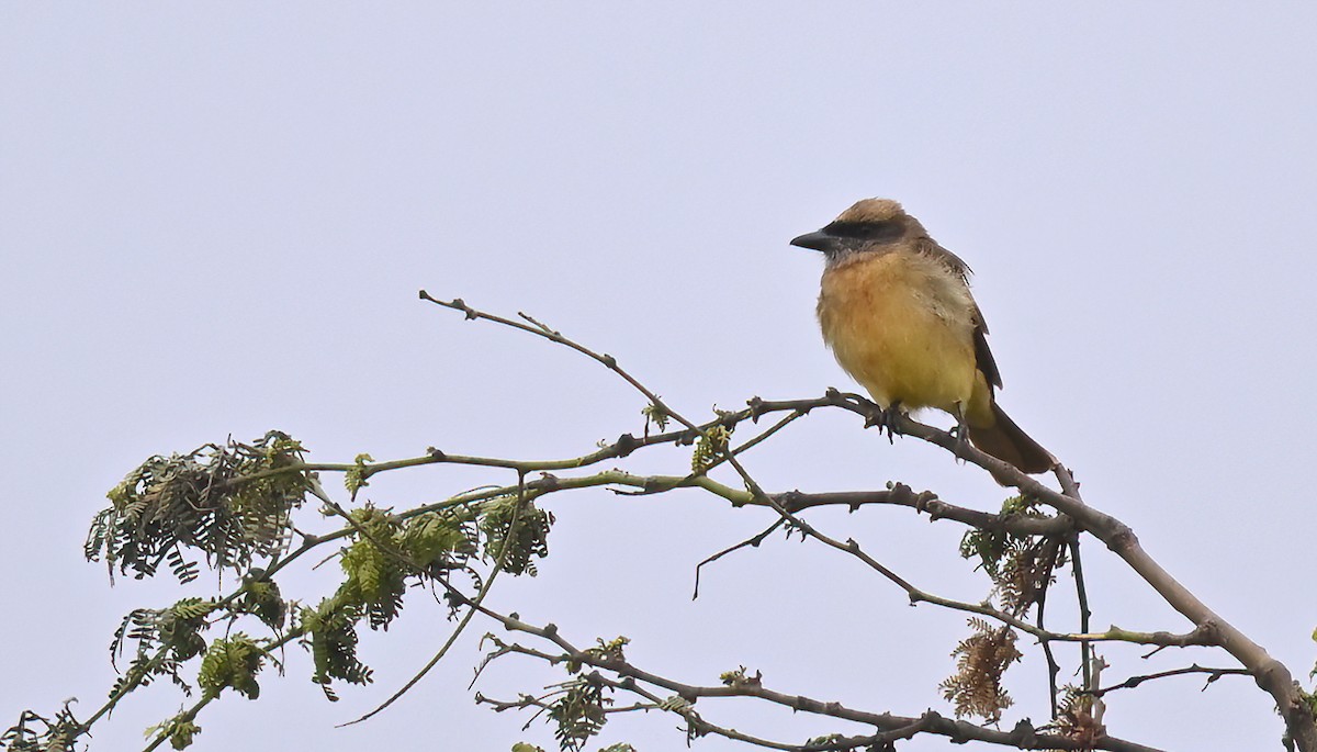 Baird's Flycatcher - ML641013836