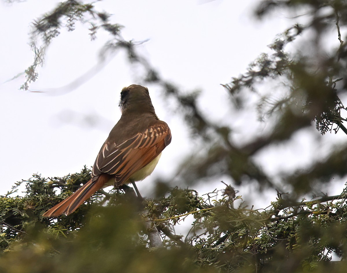 Baird's Flycatcher - ML641013837