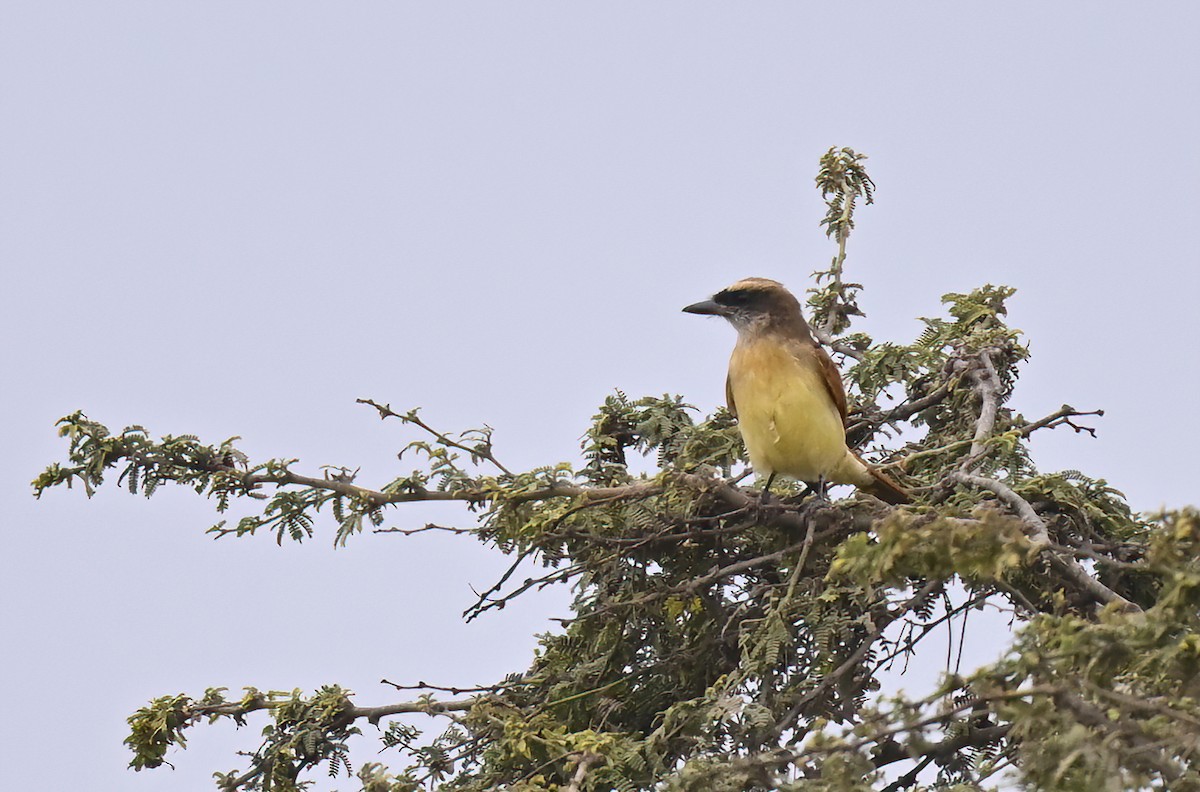 Baird's Flycatcher - ML641013838