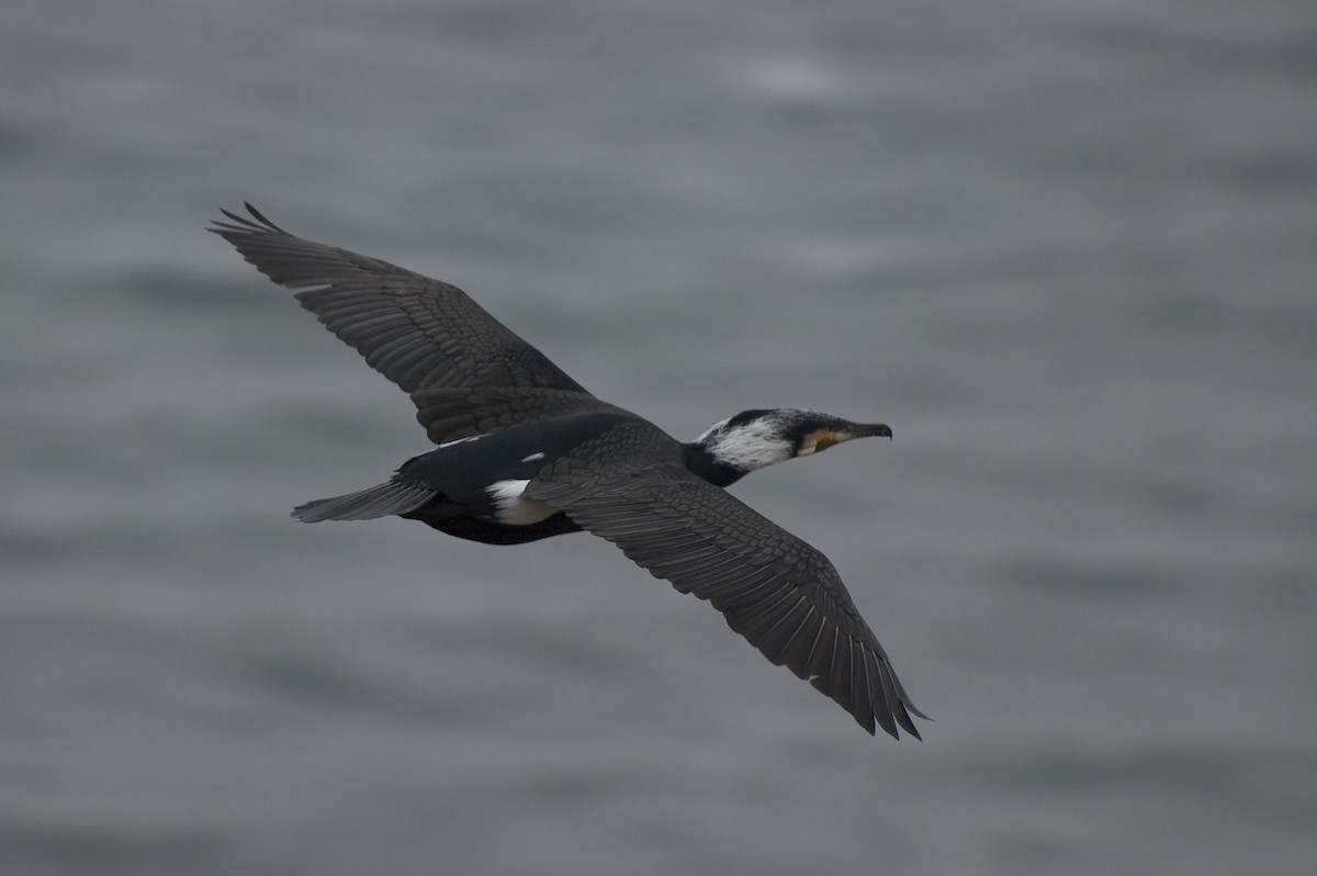 Great Cormorant - ML641013854