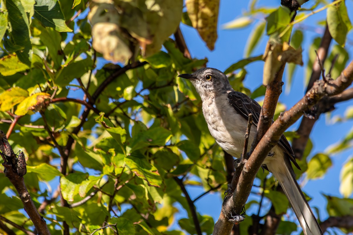 Northern Mockingbird - ML641013857
