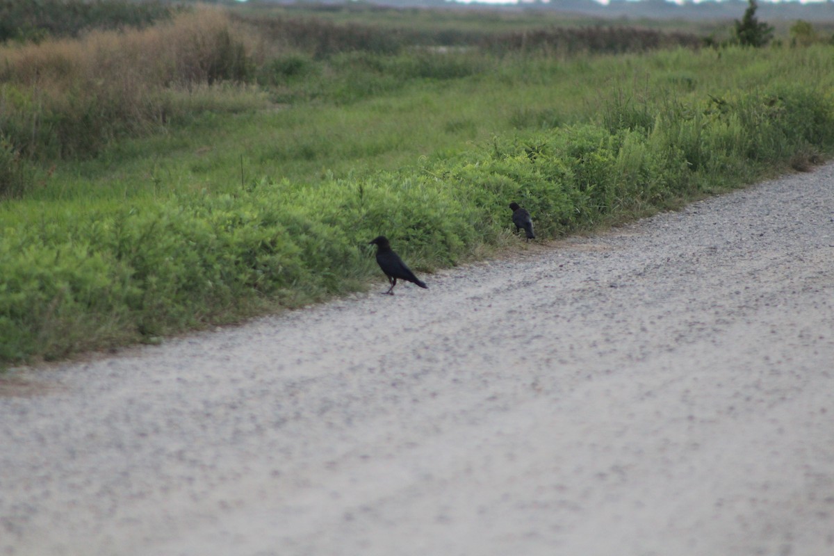 American Crow - ML641013861