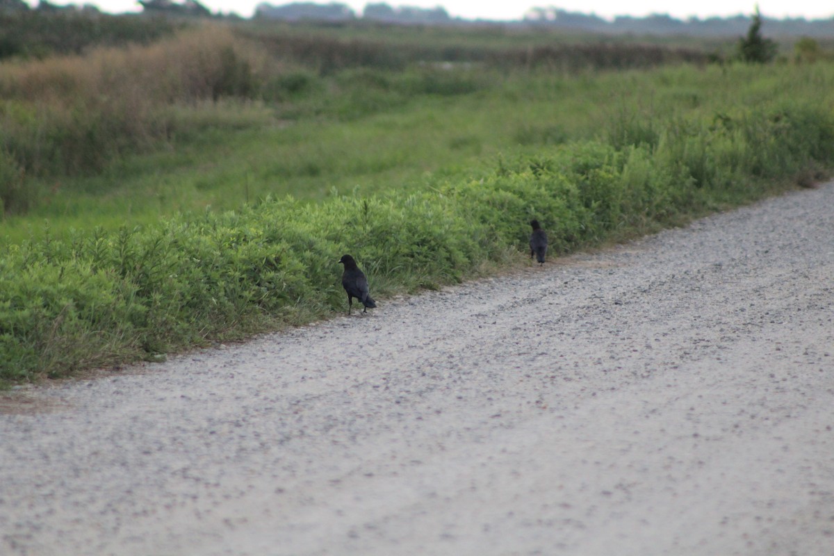 American Crow - ML641013863