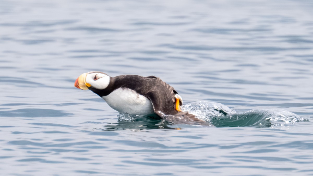 Horned Puffin - ML641013929