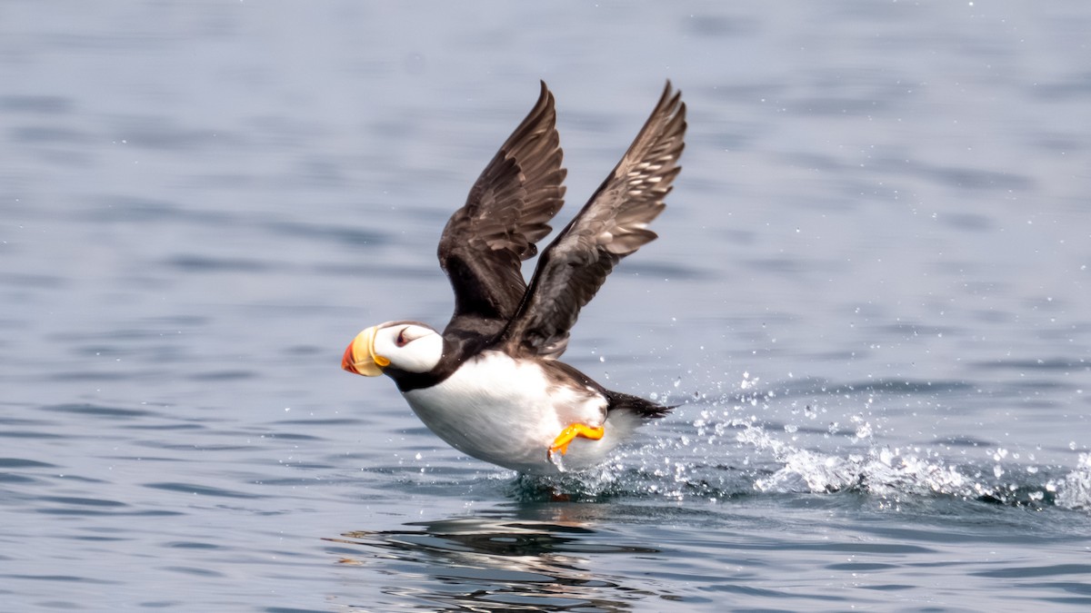 Horned Puffin - ML641013930