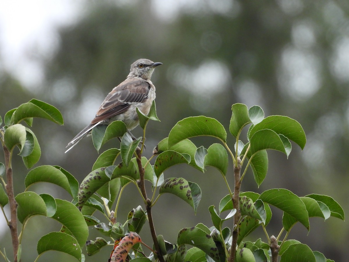 Northern Mockingbird - ML641013995