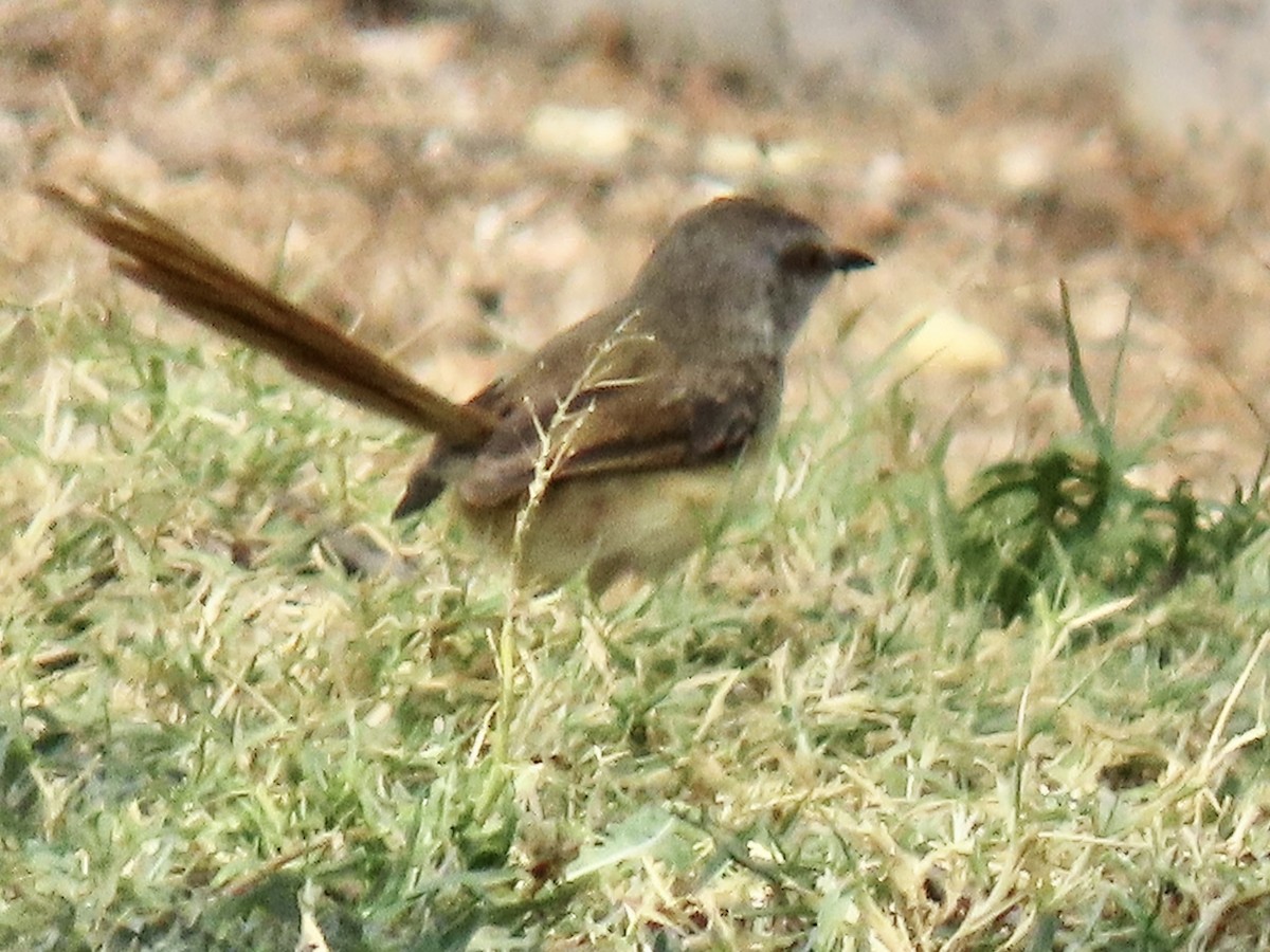 Black-chested Prinia - ML641014040