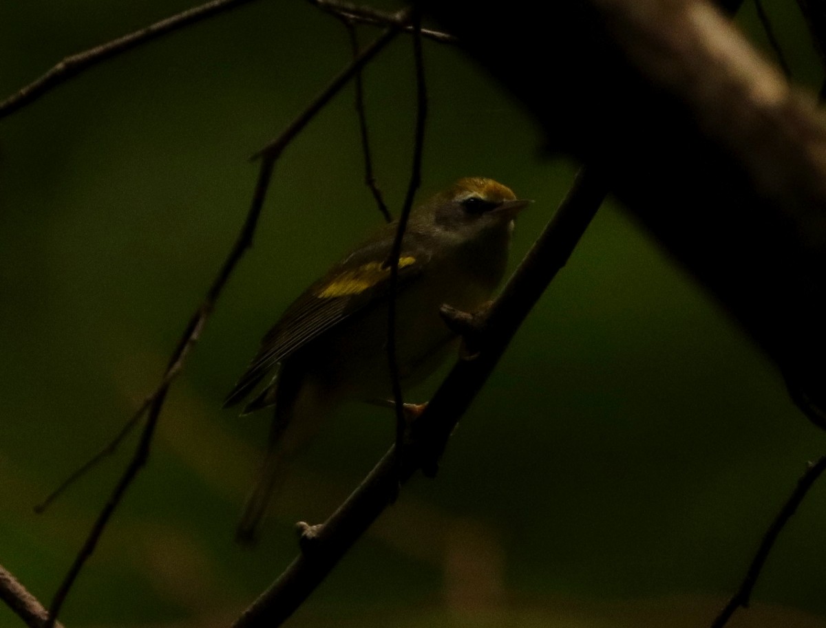 Golden-winged Warbler - ML641014041