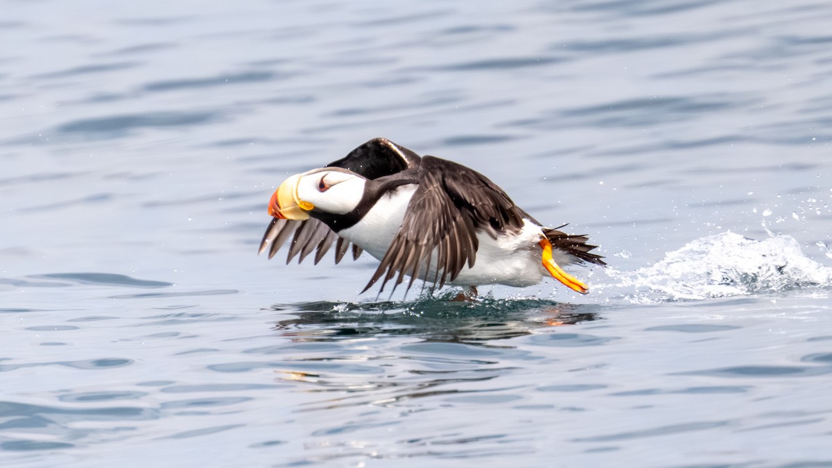 Horned Puffin - ML641014042