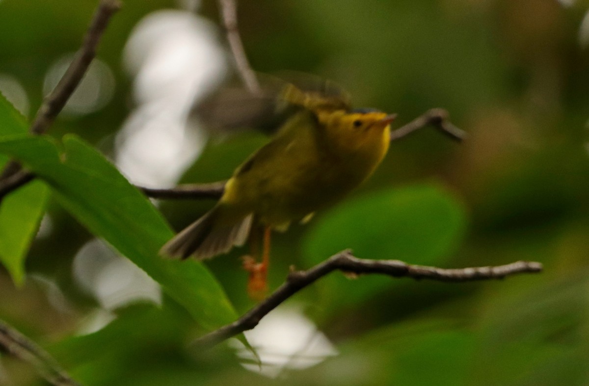 Wilson's Warbler - ML641014051
