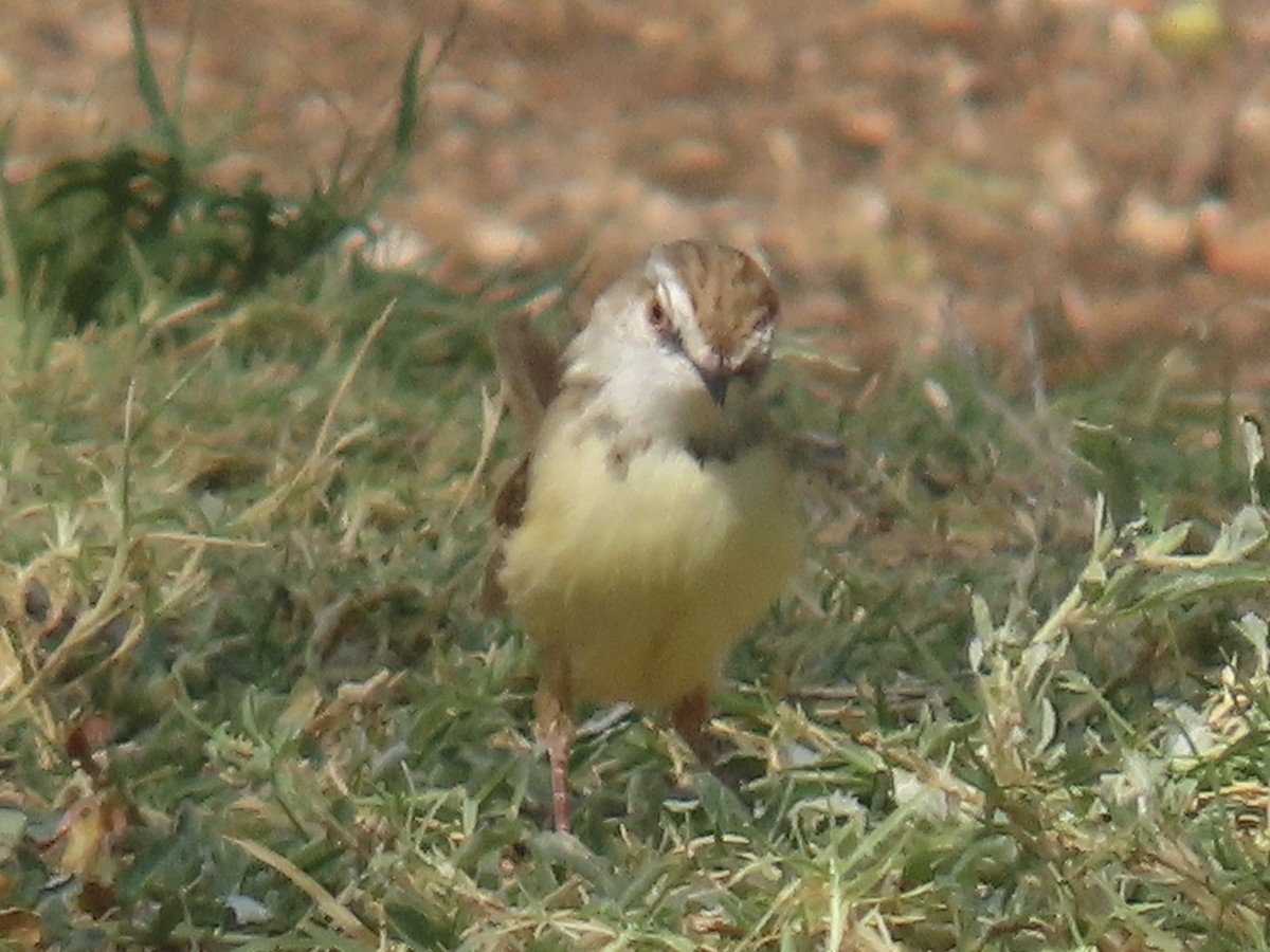 Black-chested Prinia - ML641014053