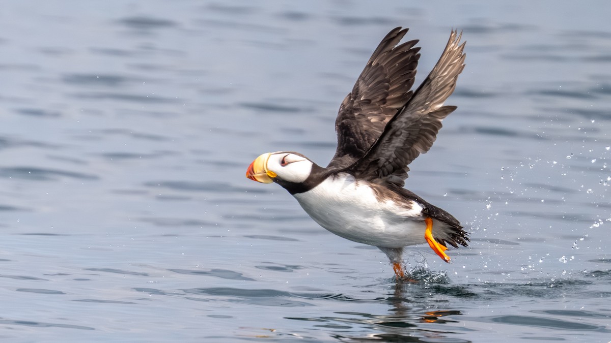 Horned Puffin - ML641014059