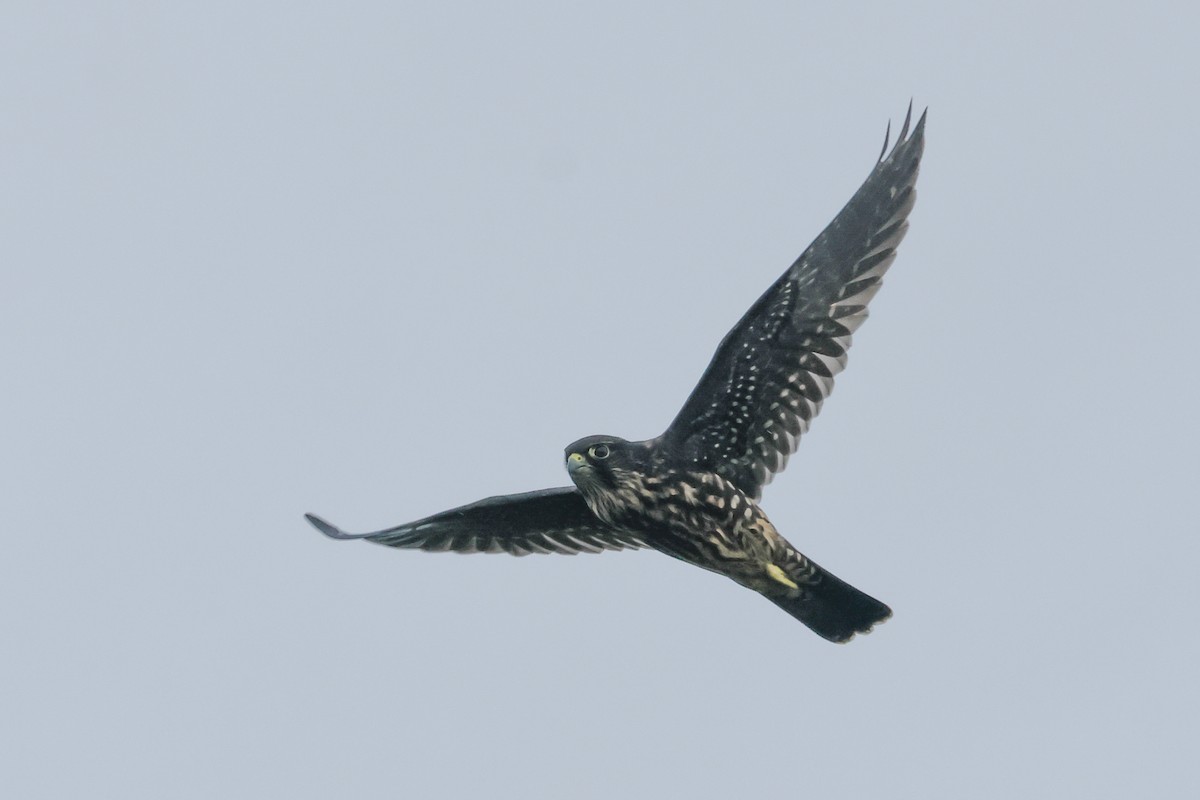 Merlin (Black) - ML641014081