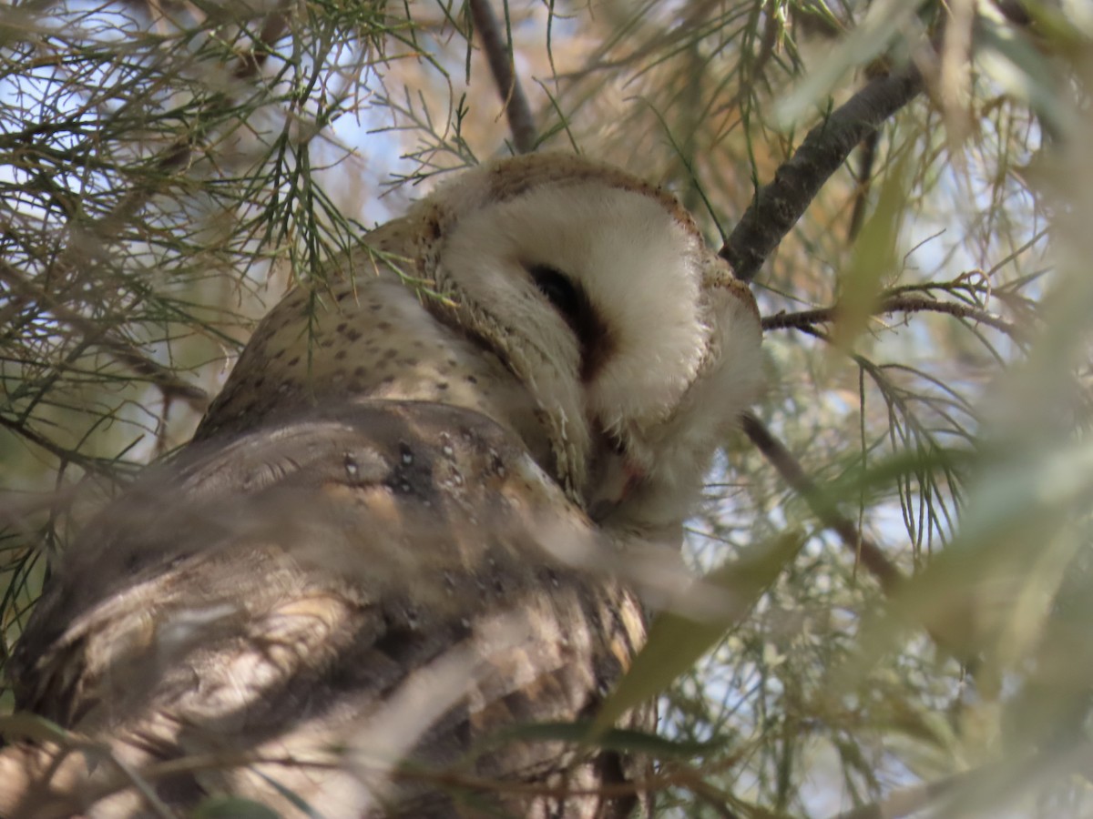 Western Barn Owl (African) - ML641014088