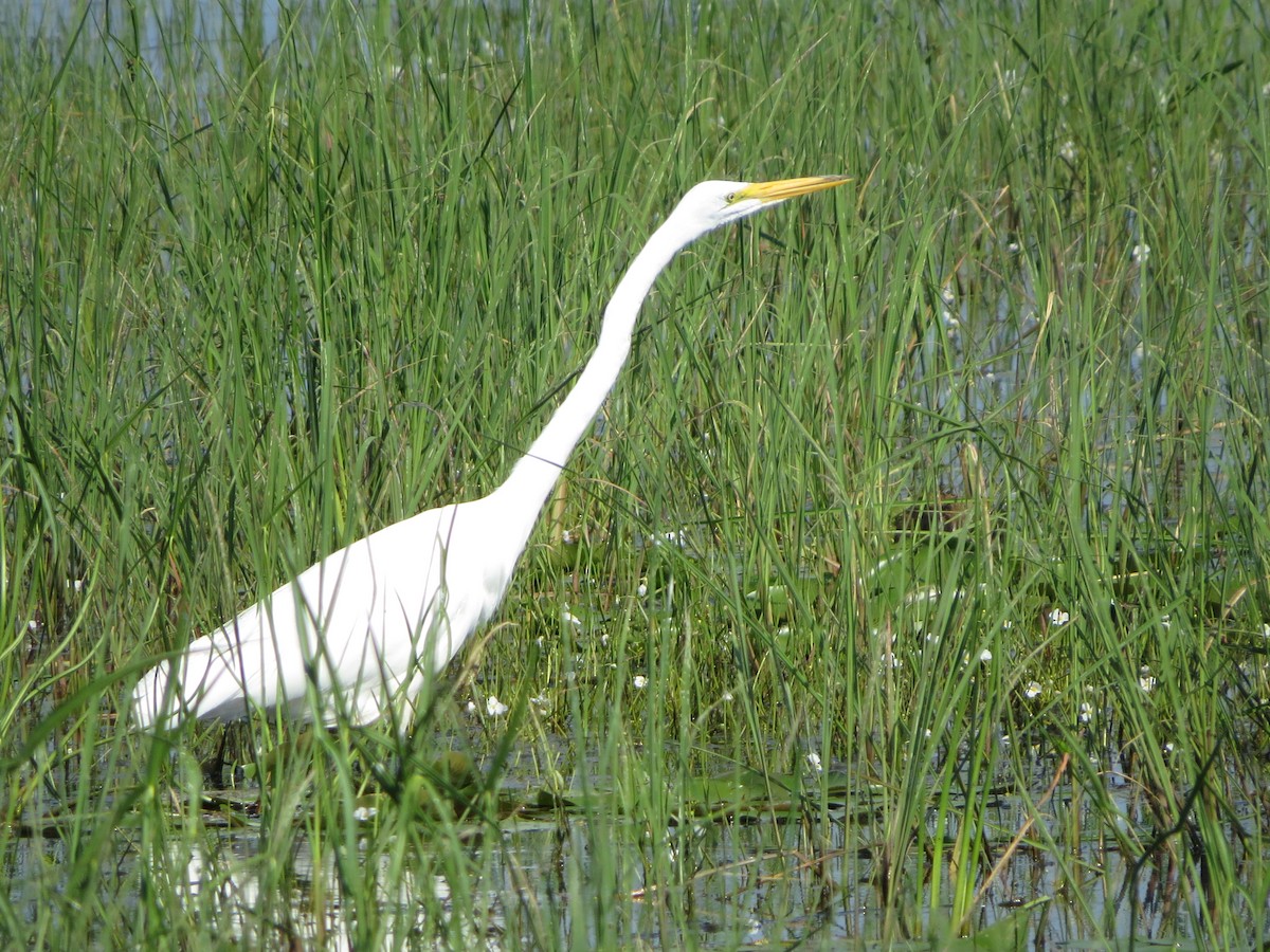 Большая белая цапля - ML641014110