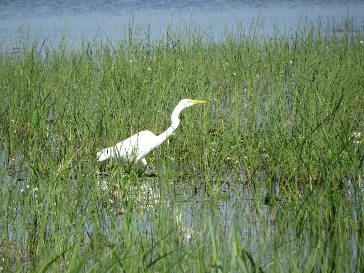 Большая белая цапля - ML641014111