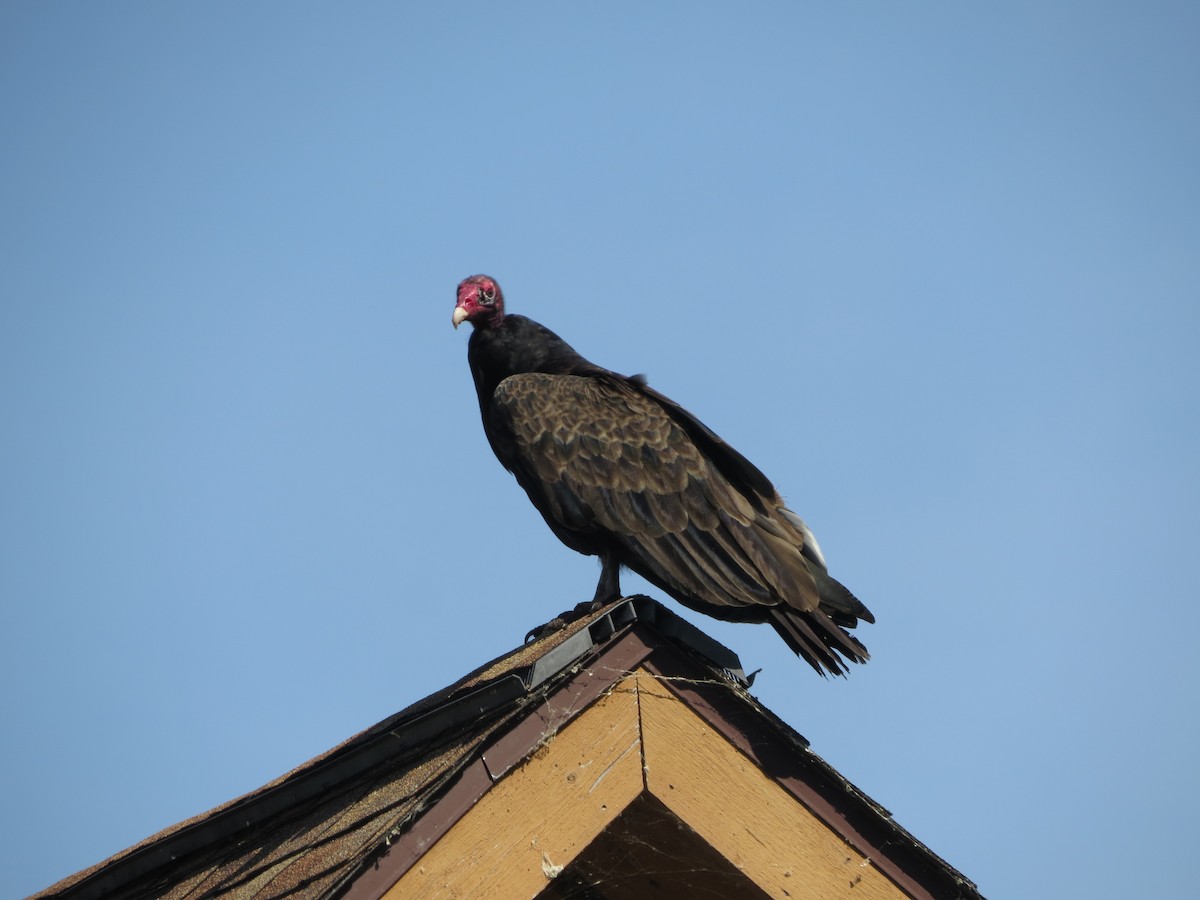 Катарта-индейка - ML641014118