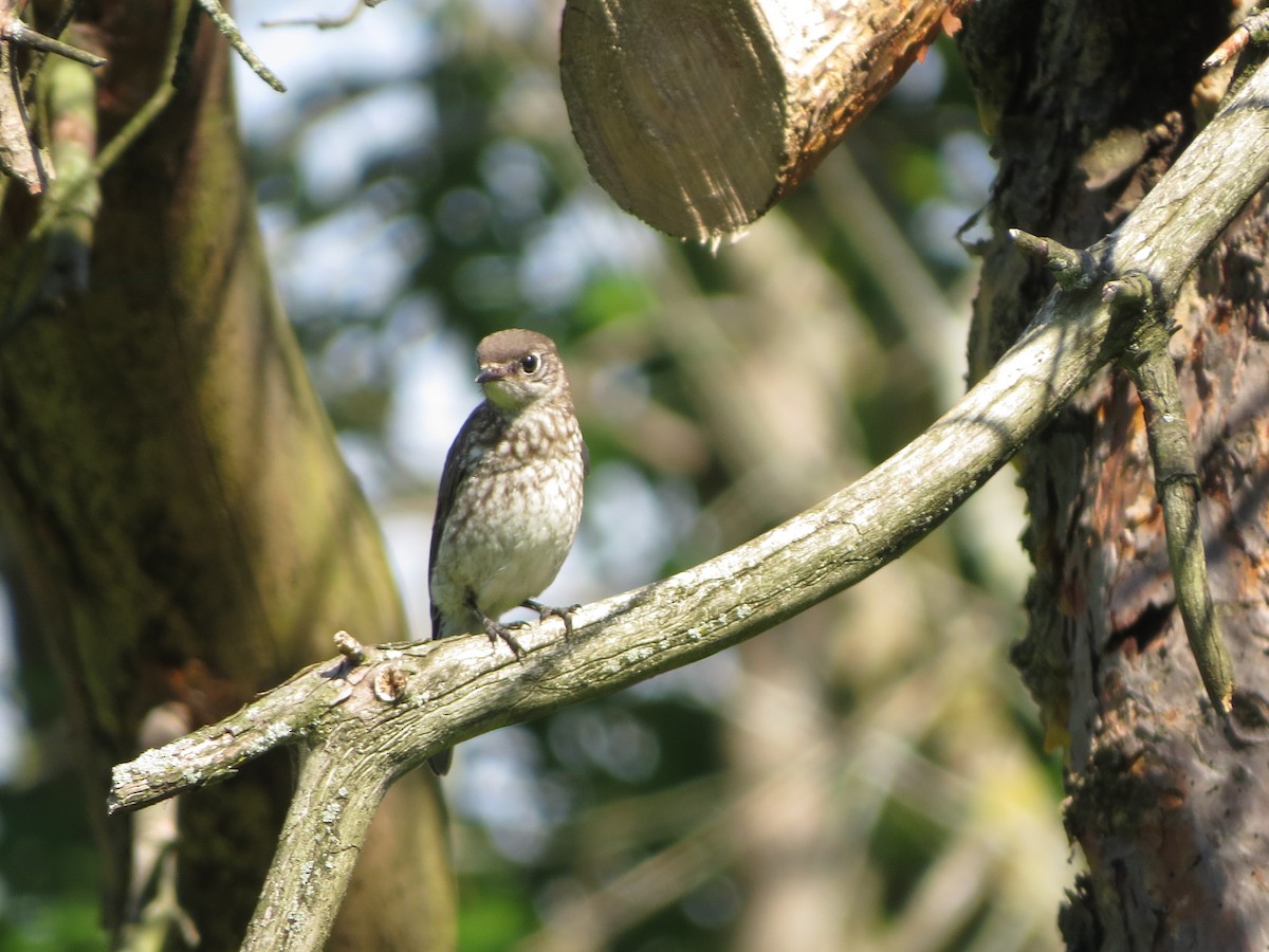 Восточная сиалия - ML641014144