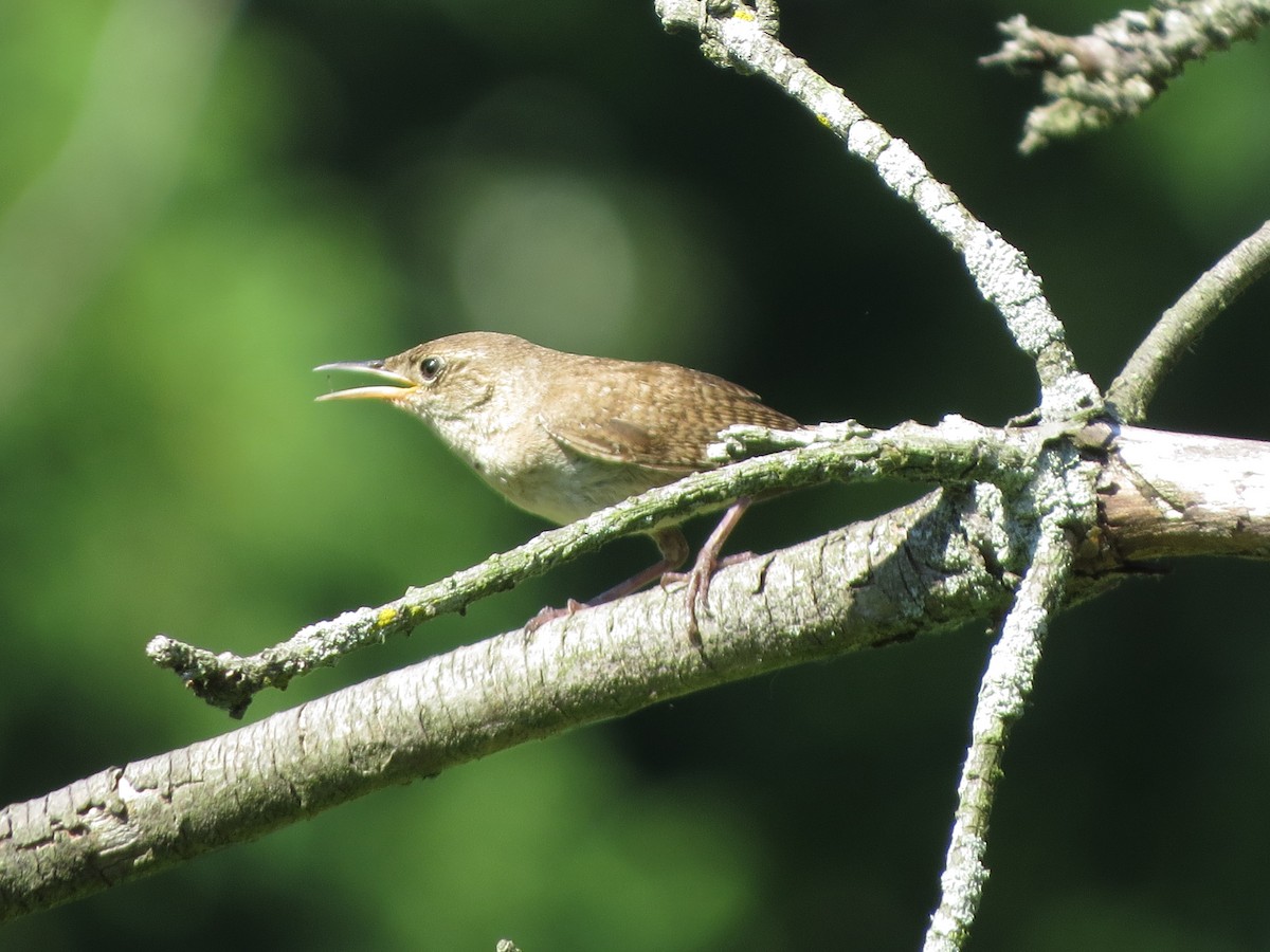 Northern House Wren - ML641014150