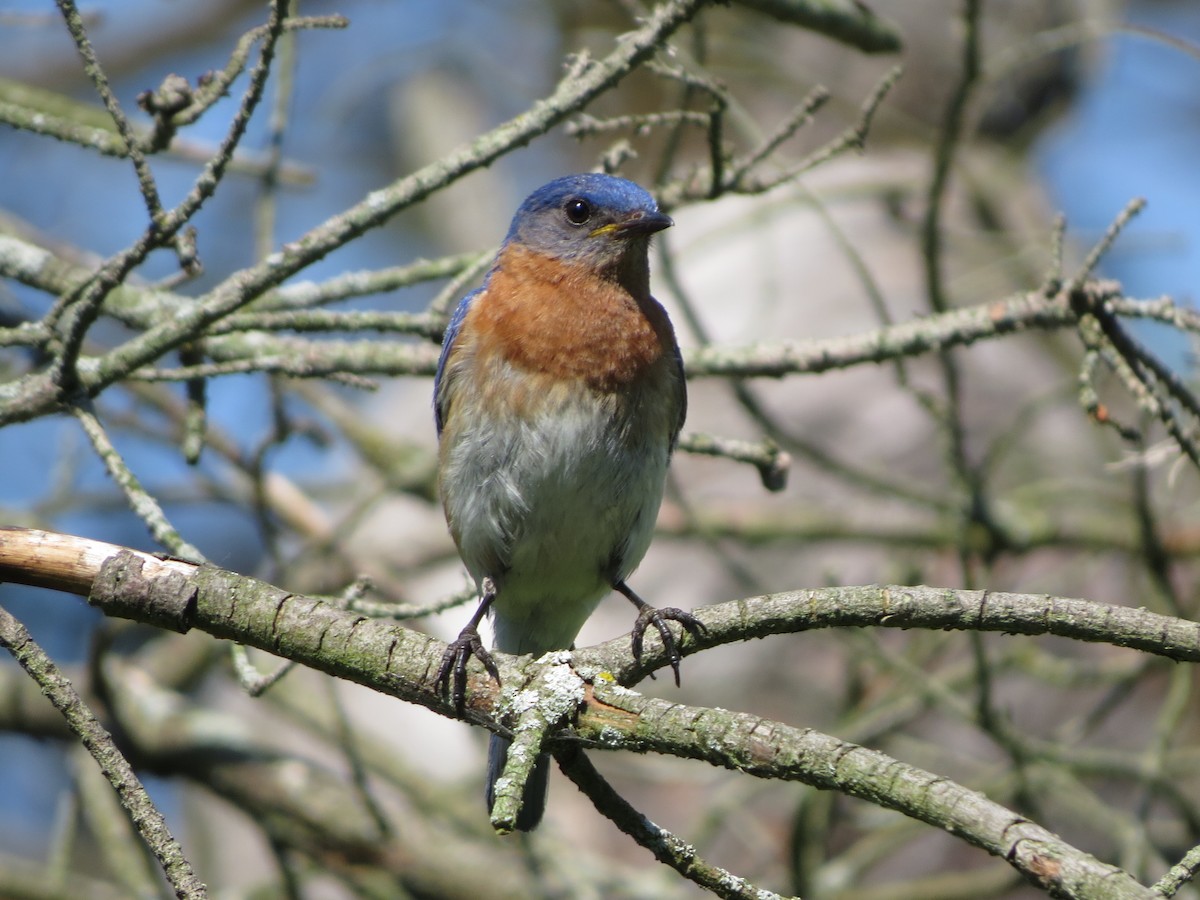 Восточная сиалия - ML641014153