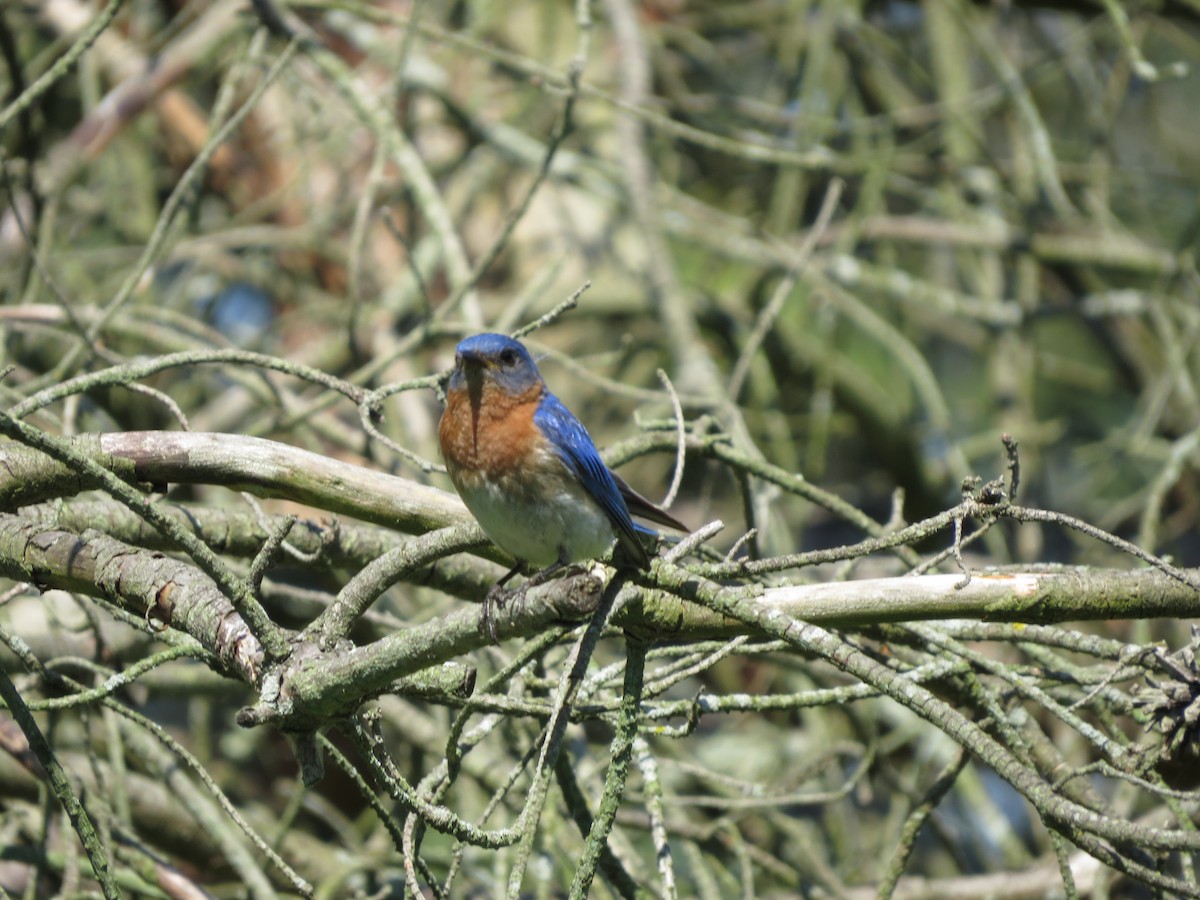 Восточная сиалия - ML641014156