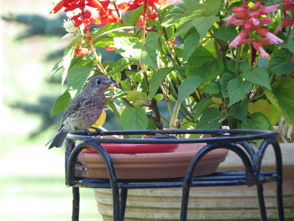 Восточная сиалия - ML641014158