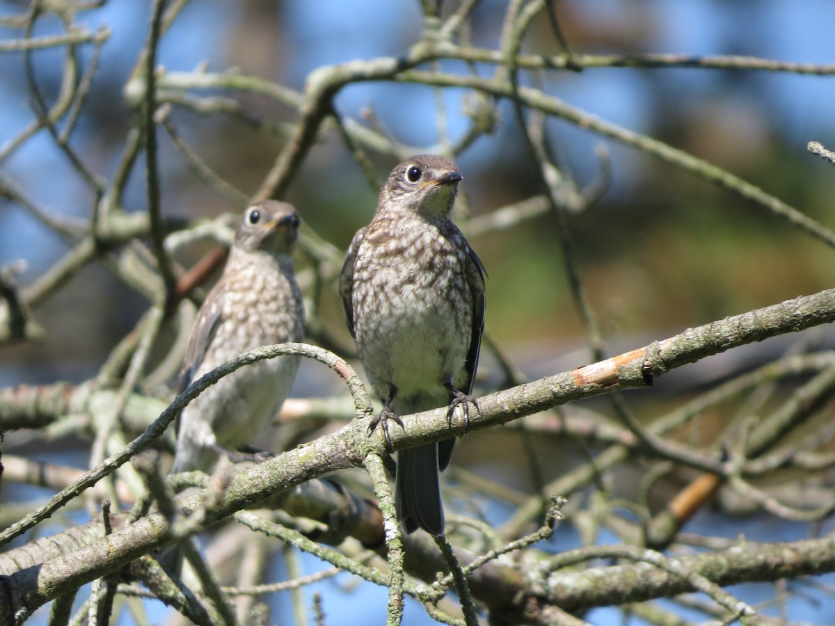 Восточная сиалия - ML641014159