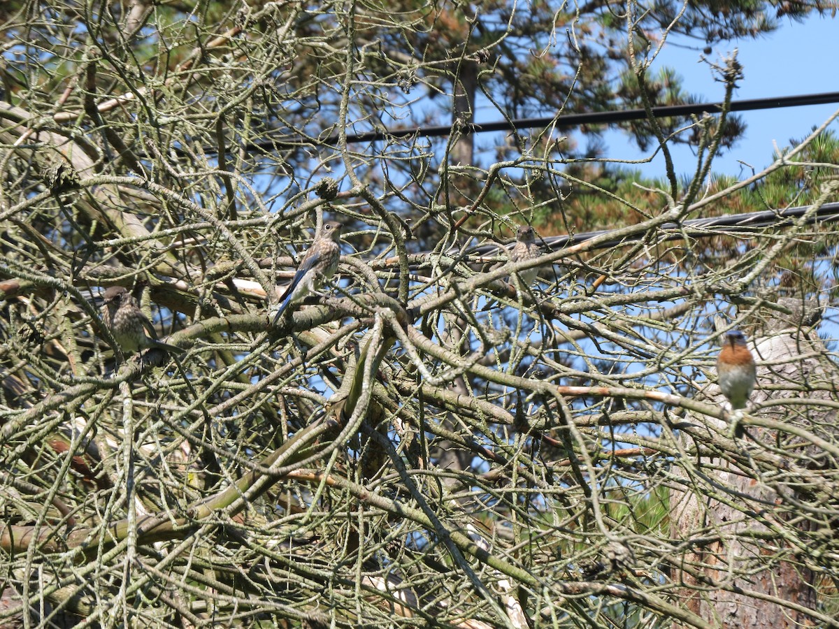 Восточная сиалия - ML641014160