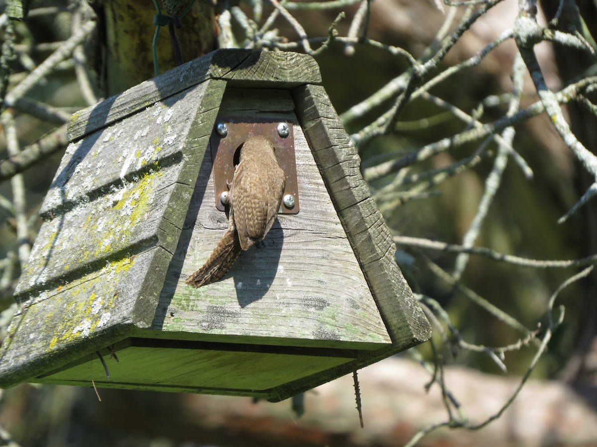 Northern House Wren - ML641014163