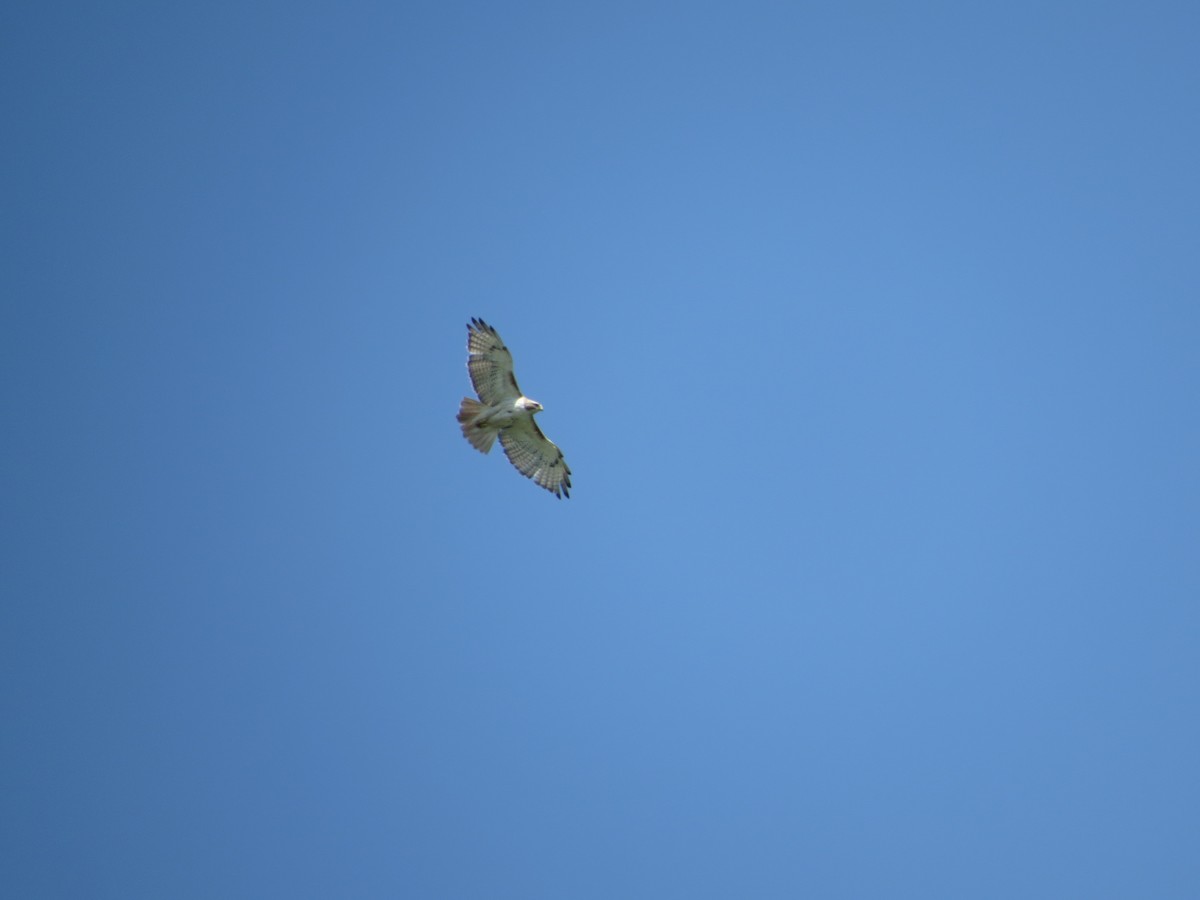 Краснохвостый канюк - ML641014179