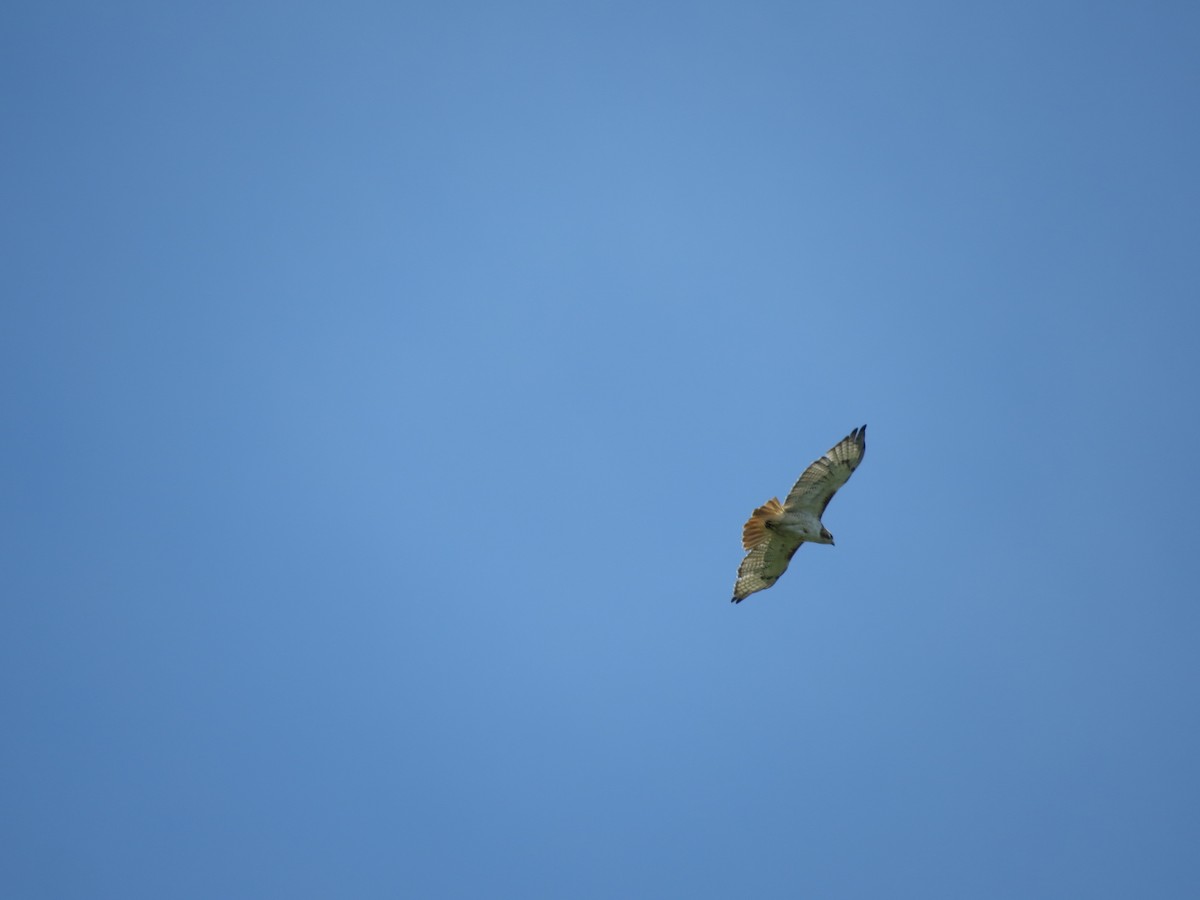 Краснохвостый канюк - ML641014180