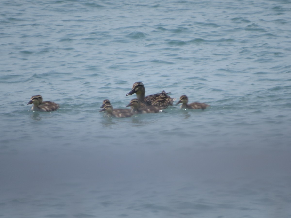 Кряква - ML641014184