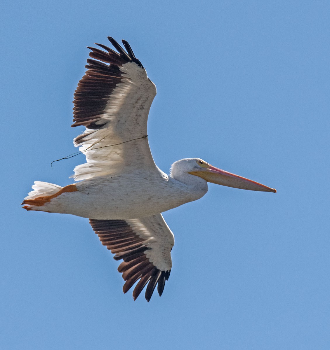 American White Pelican - ML641014250