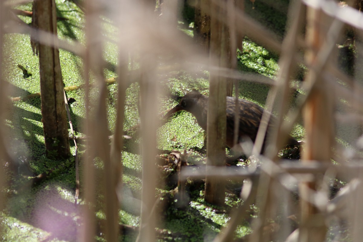 Virginia Rail - ML641014272