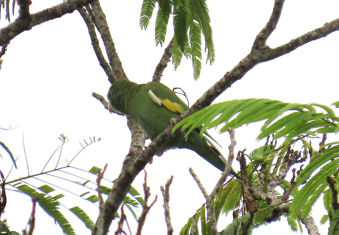 White-winged Parakeet - ML641014418