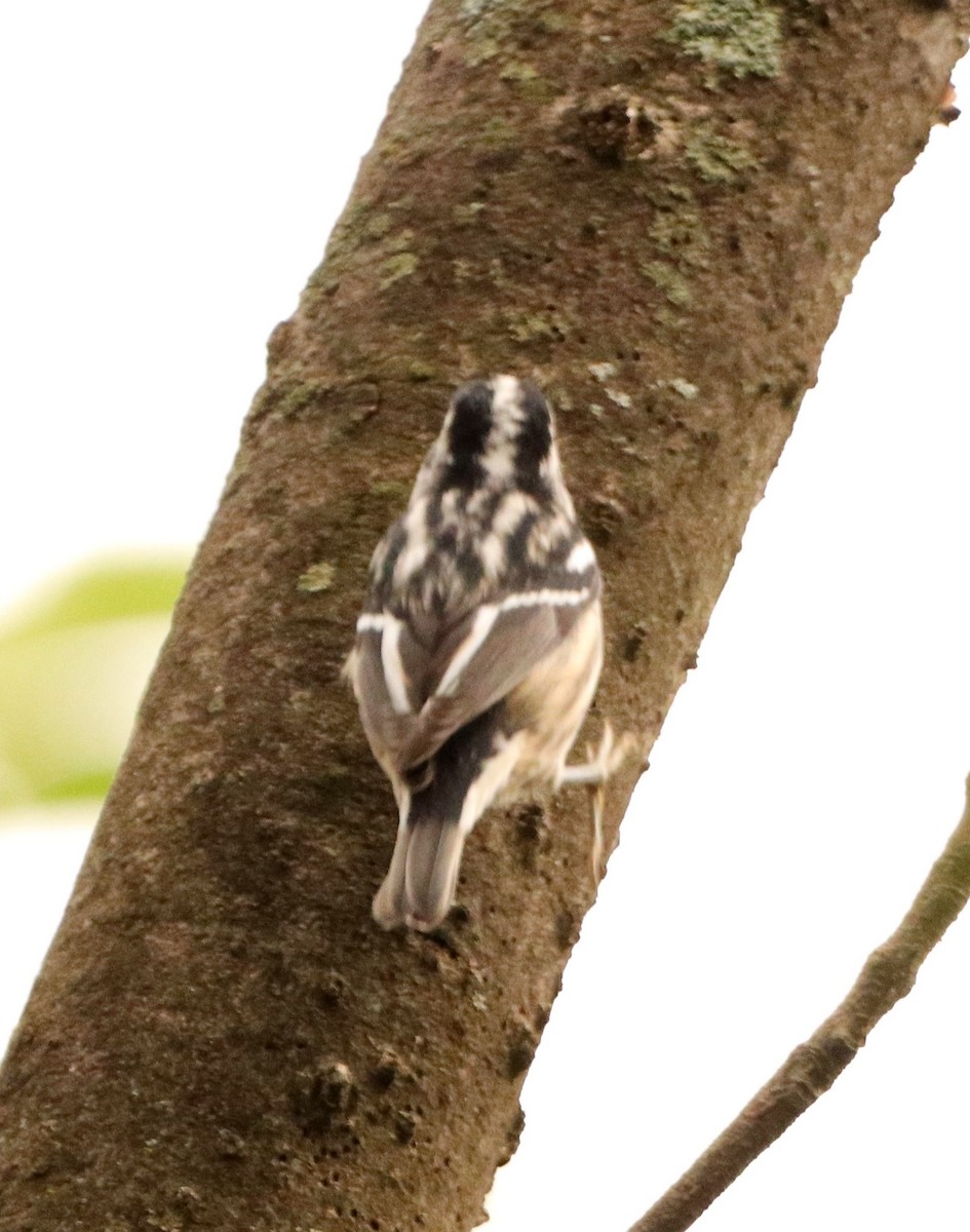 Black-and-white Warbler - ML641014471