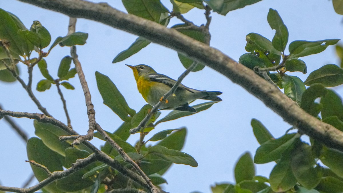 Meisenwaldsänger - ML641014481
