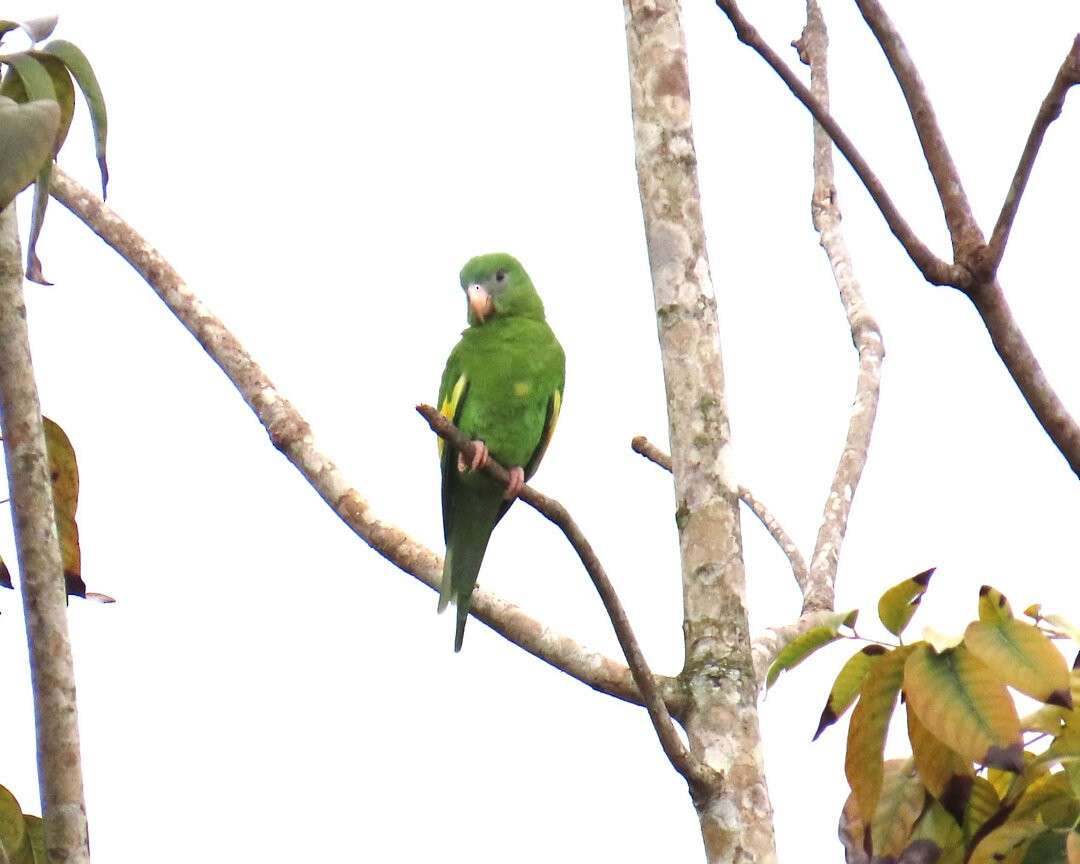 White-winged Parakeet - ML641014492