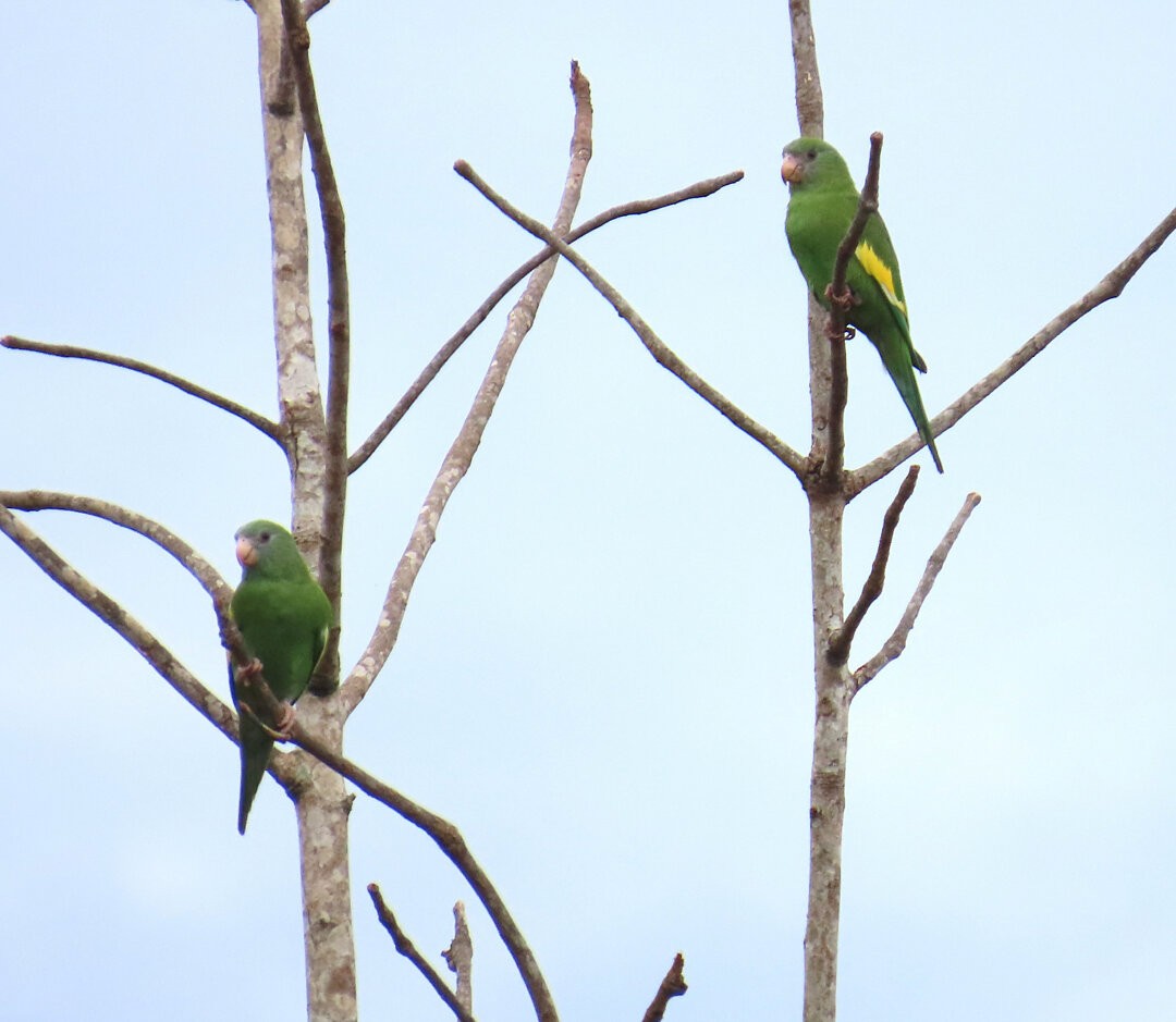 White-winged Parakeet - ML641014493
