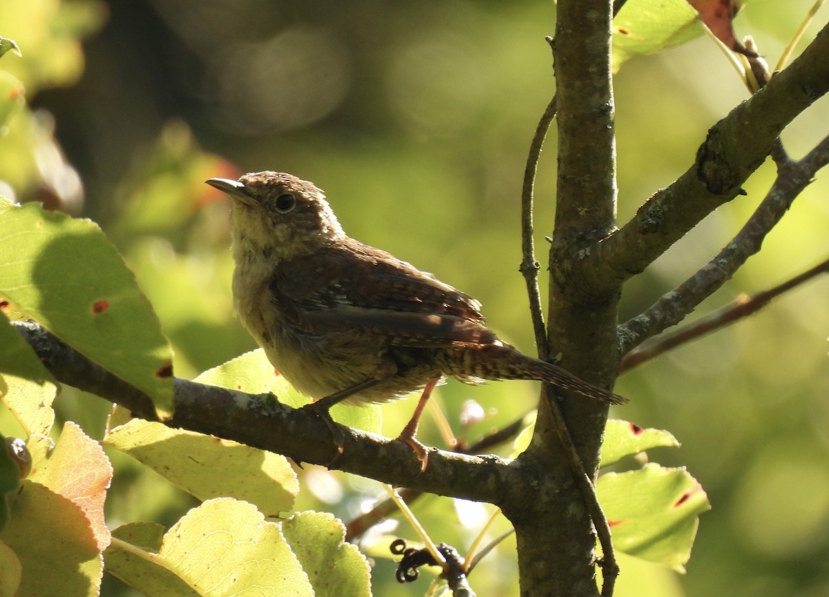 Northern House Wren - ML641014514