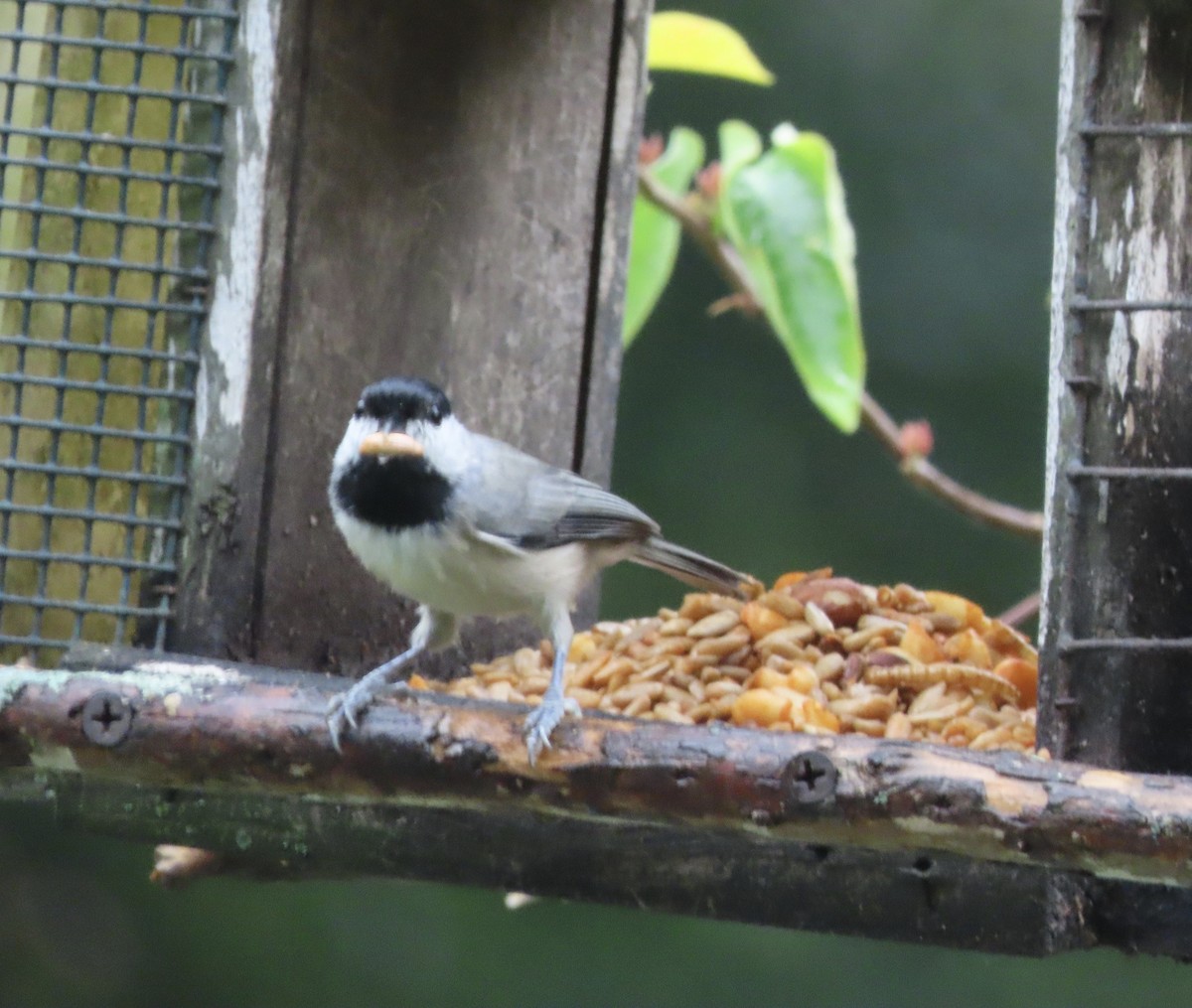 Carolina Chickadee - ML641014518