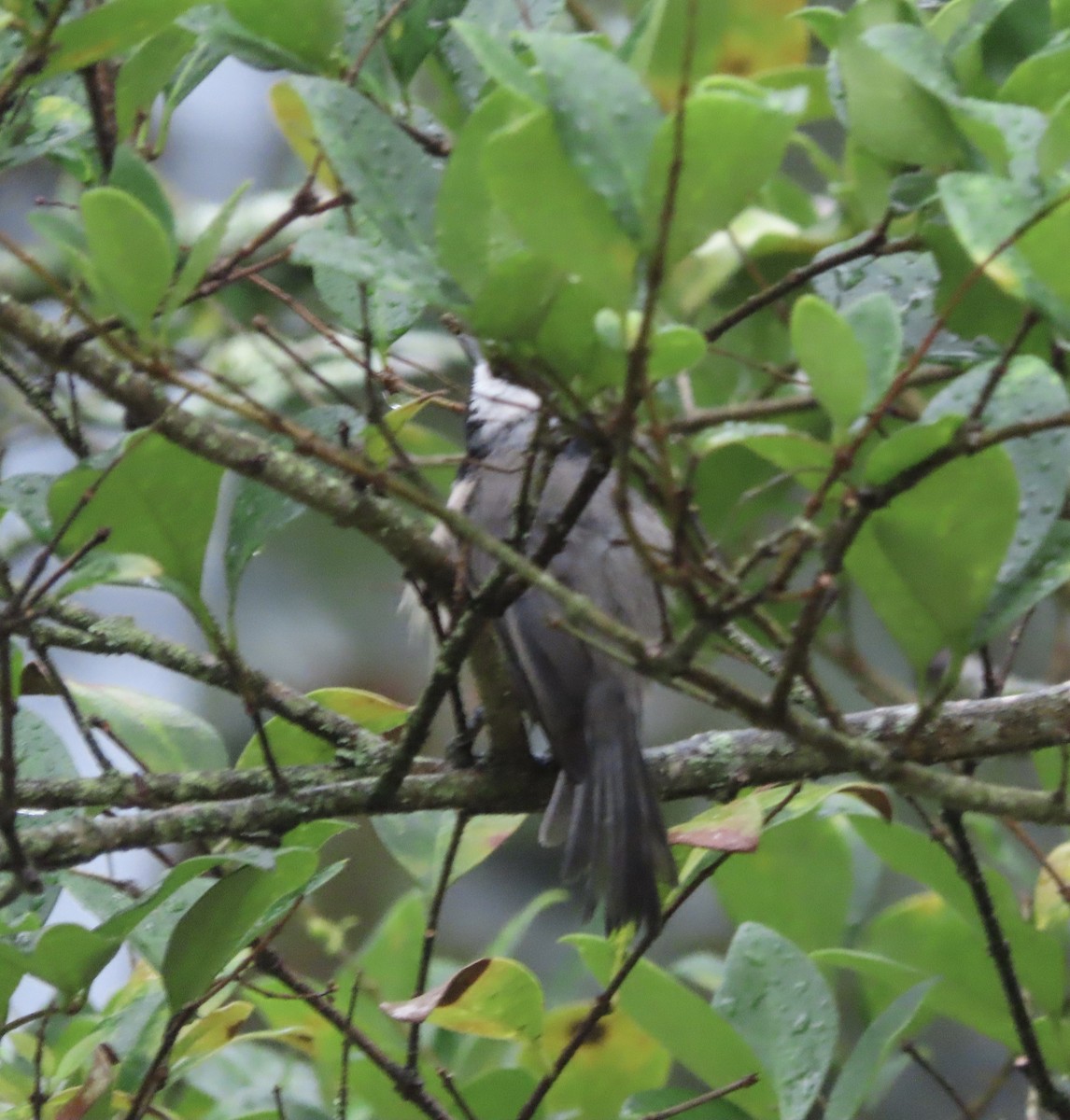 Carolina Chickadee - ML641014519