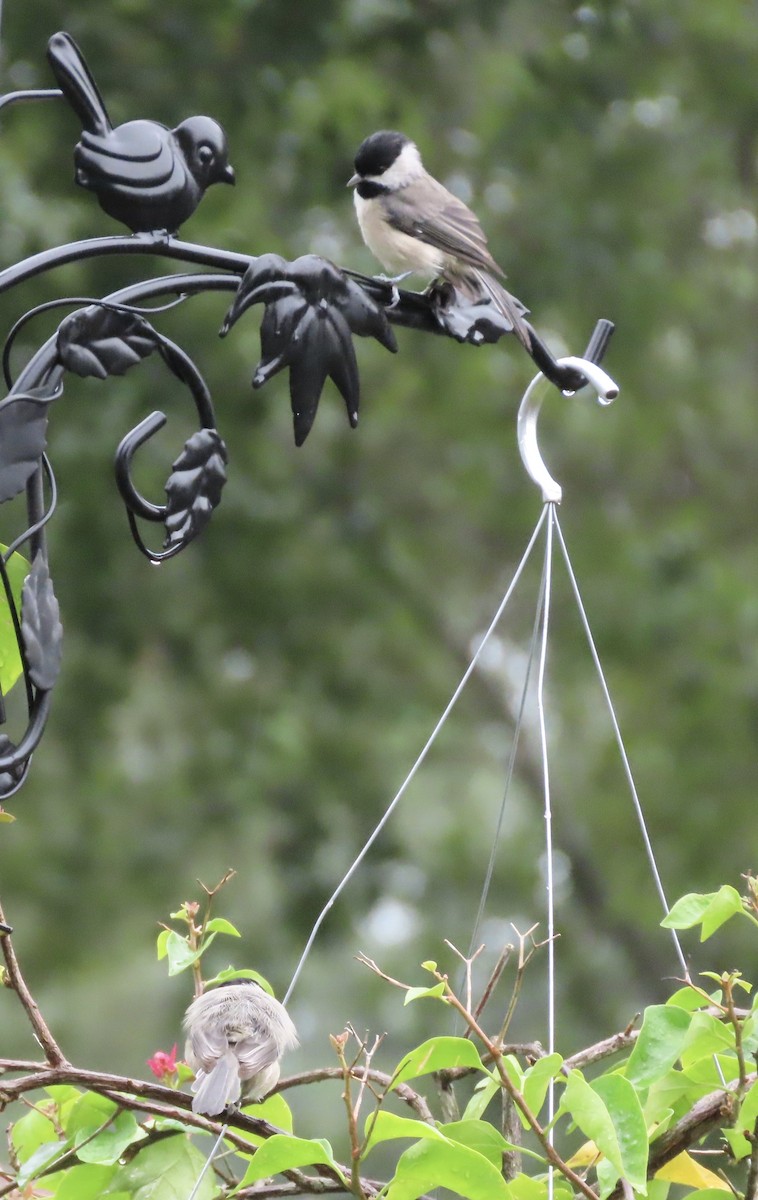 Carolina Chickadee - ML641014521