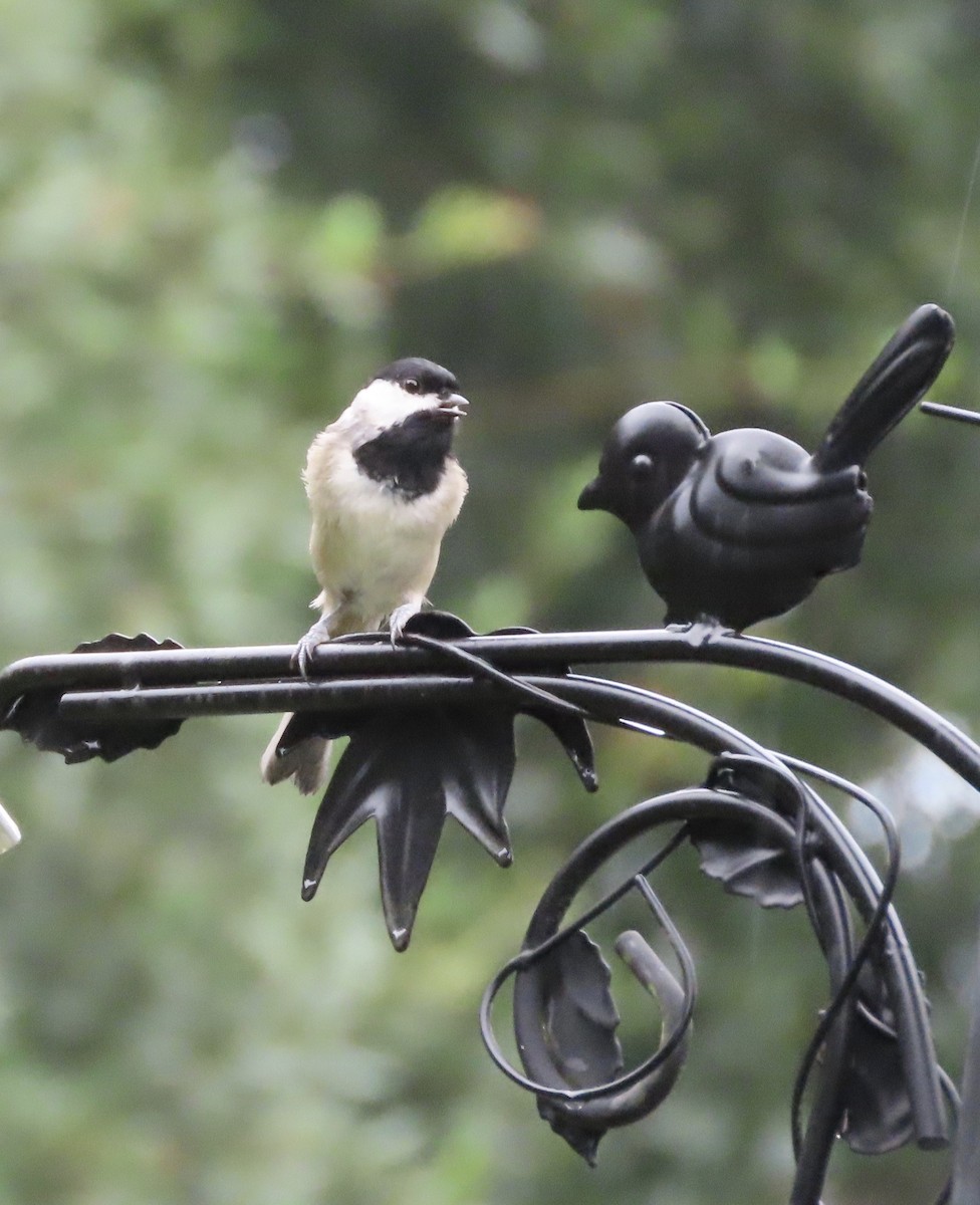 Carolina Chickadee - ML641014522